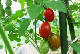 野口集落の菜園